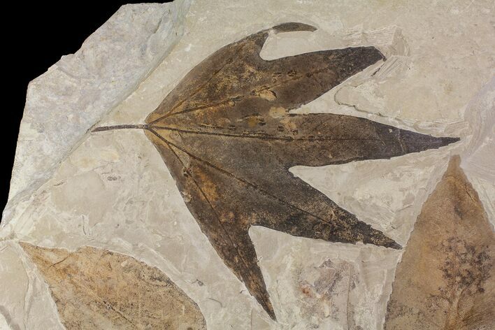 Plate of Fossil Sycamore (Platanus) & Oak (Quercus?) Leaves - Utah #174934